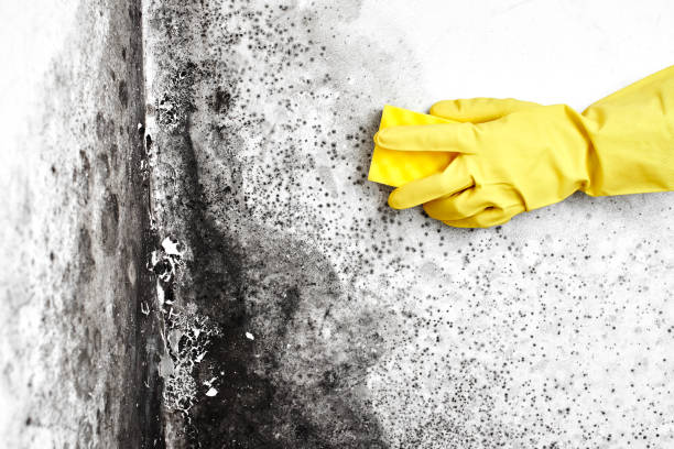 Best Home Mold Removal  in New Union, TN