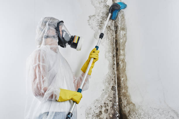 Best Best Mold Removal Companies  in New Union, TN