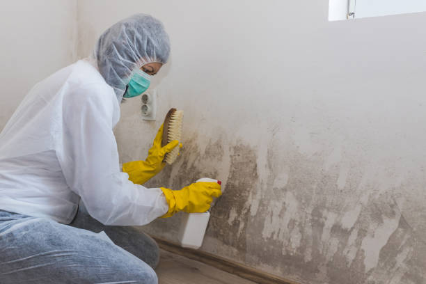 Best Black Mold Removal  in New Union, TN