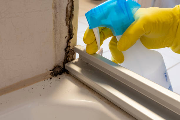 Best Mold Remediation  in New Union, TN