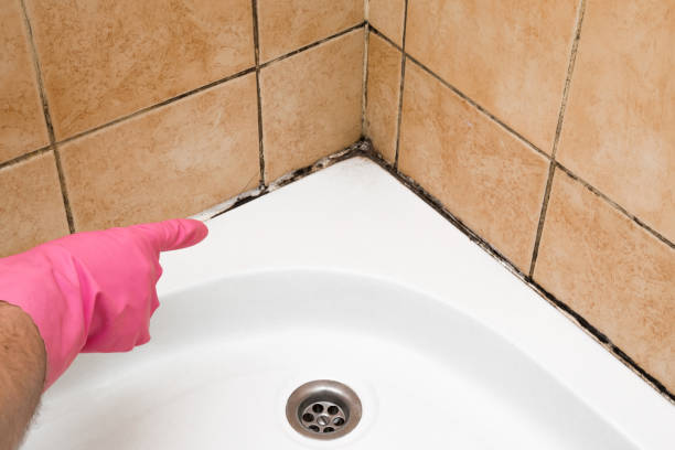 Best Residential Mold Removal  in New Union, TN